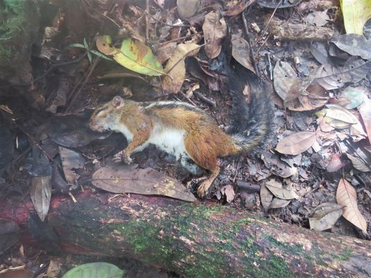 Totes Feuerfußhörnchen