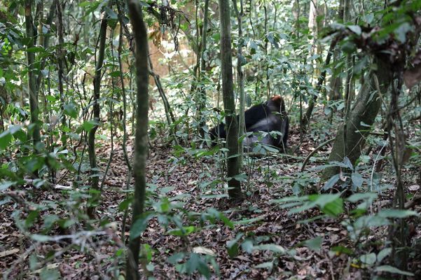 [Translate to English:] Gorilla