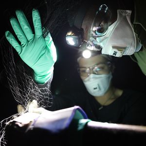 Zwei Personen mit Taschenlampe, wie sie eine Fledermaus aus einem Netz befreien