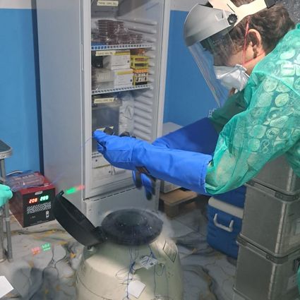 person wearing protective gear (face shield, mask, and thick gloves) takes samples from large container