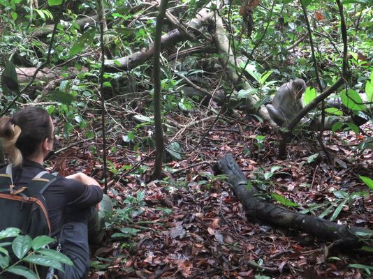 Forschende beobachten wild lebende Mangaben-Gruppen