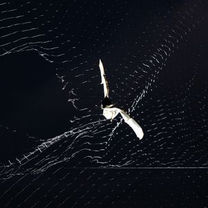 Eine Spinne sitzt nachts in ihrem beleuchteten Netz vor dunklem Hintergrund
