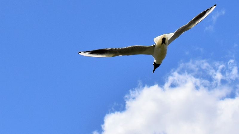 Flying seagull in front of a blue sky with a cloud