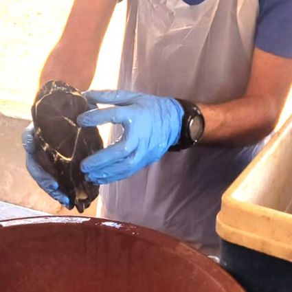 Taking a sample from a turtle