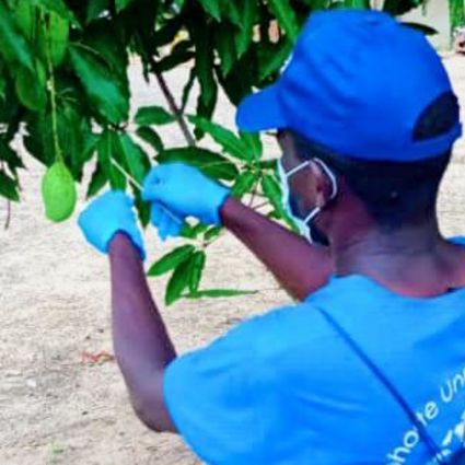 Mann nimmt Abstrich von einem Blatt