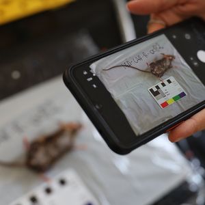 Eine Maus liegt auf einem Tisch, wird vermessen und davon wird ein Foto mit einem Handy aufgenommen