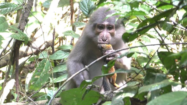 Mangabe beim Essen eines Hörnchens 