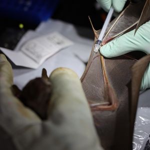 Eine Fledermaus wird von drei Händen gehalten und der Flügel ausgestreckt 