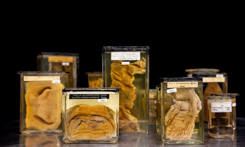 Präparate in Glasgefäßen aus einer pathologischen Sammlung.