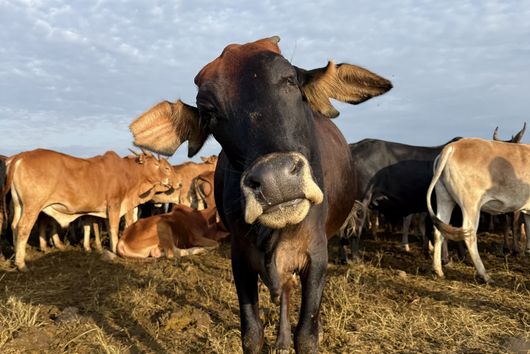 Troupeau de vaches au pâturage