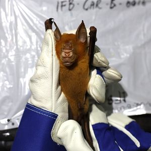 Eine Fledermaus wird von zwei Händen bedeckt mit Handschuhen gehalten 