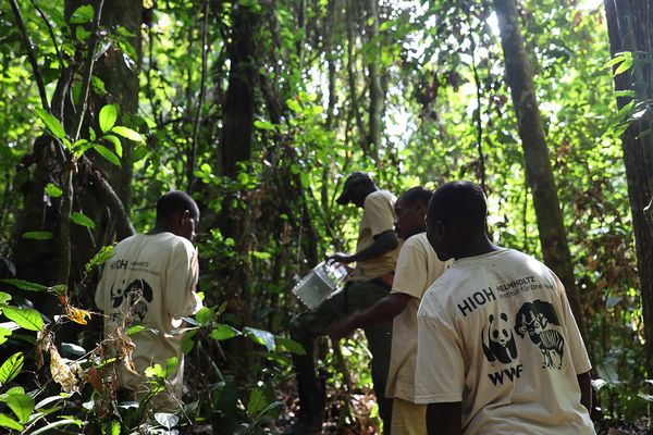 Vier Personen im Regenwald beim Aufbau von Lebendfallen mit WWF und HIOH Logo auf den Shirts
