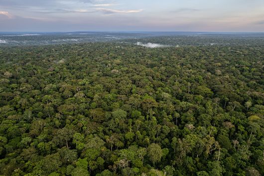 Zones protégées de Dzanga-Sangha