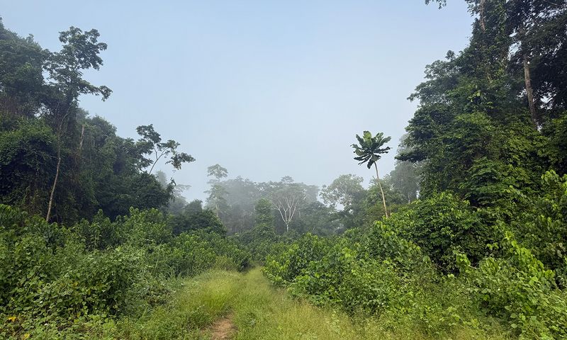 Waldweg durch tropischen Regenwald mit dichter Vegetation und hohen Bäumen.