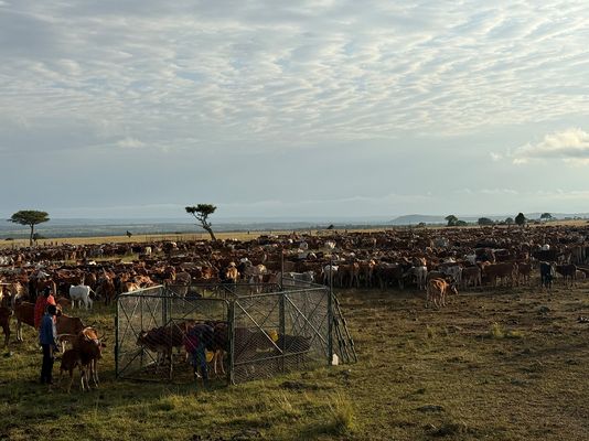 Foto einer Rinderherde 