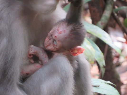 Hautläsionen bei einem Rußmangabenbaby