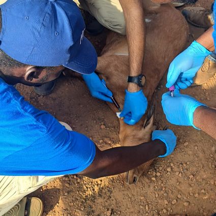 Three people are taking a sample from a deer