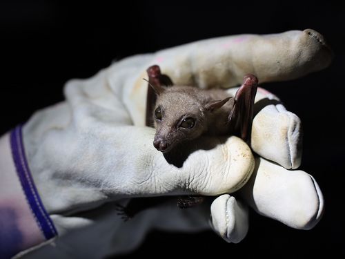 HIOH launches the INFORBIO research project on forest management and zoonoses surveillance