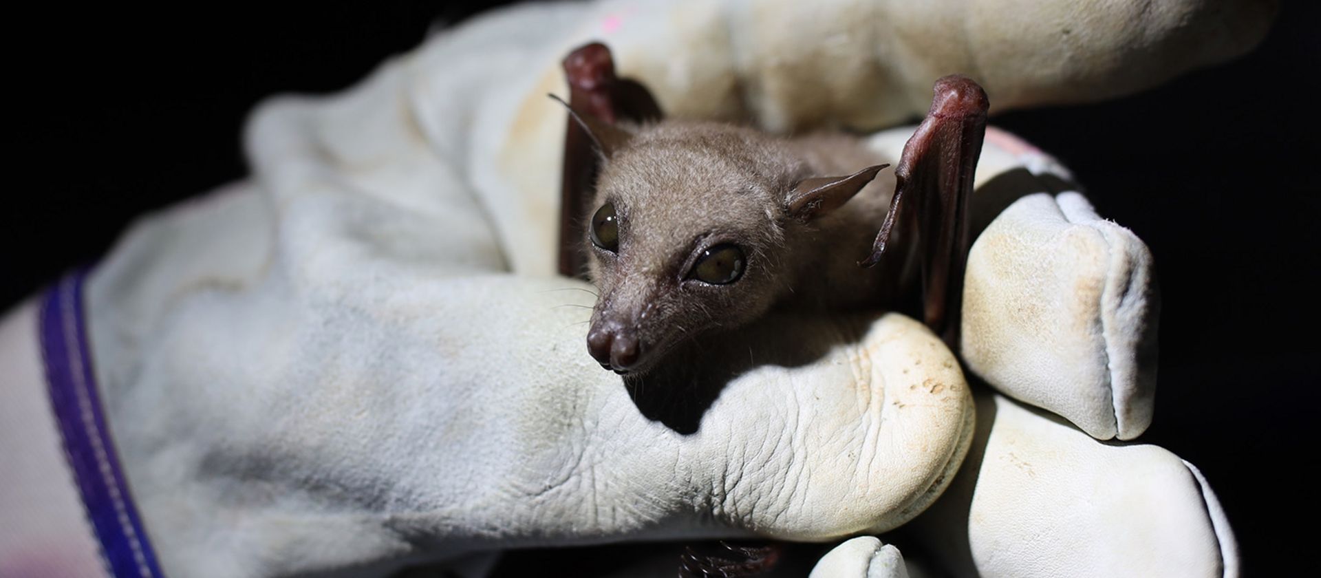 Fledermaus gehalten von Hand mit Handschuh 
