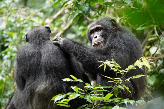 Zwei Schimpansen sitzen nebeneinander