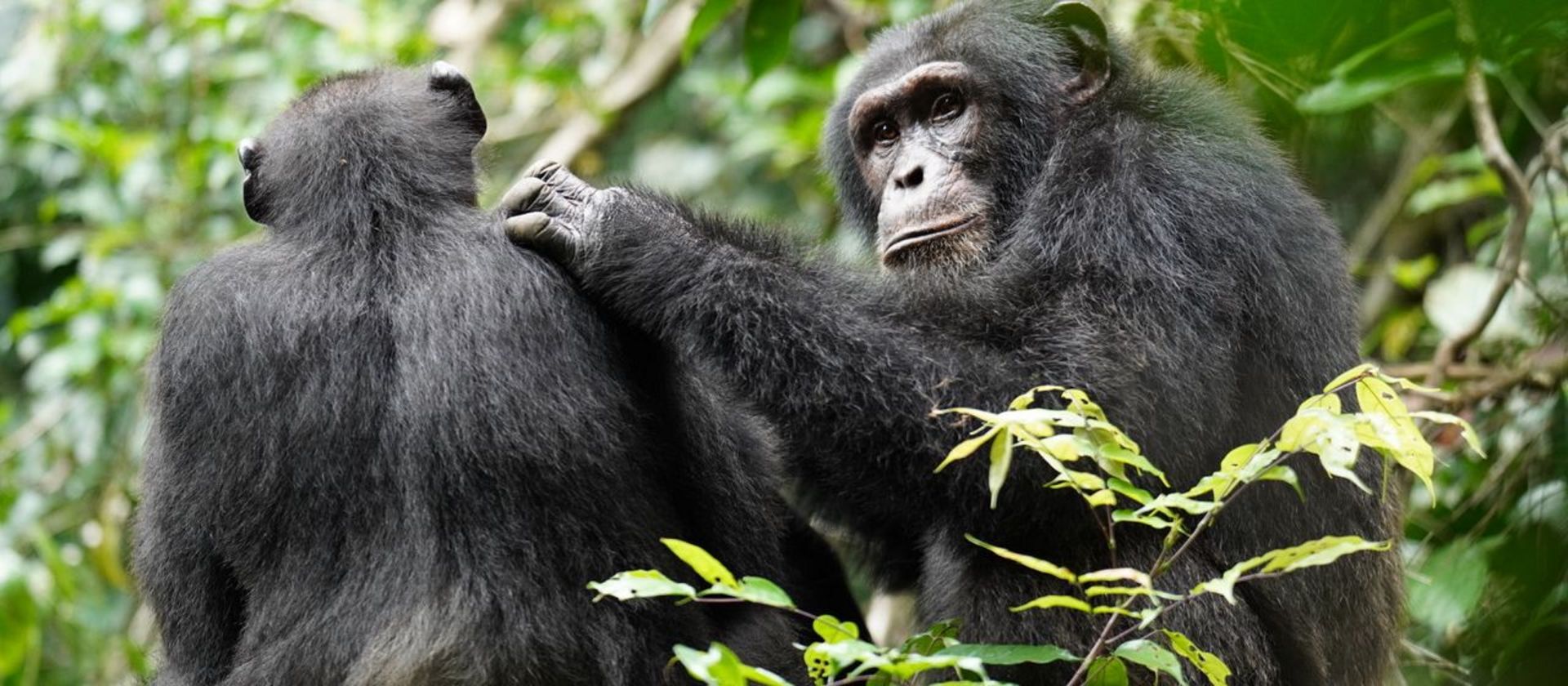 Two chimpanzees sitting next to each other