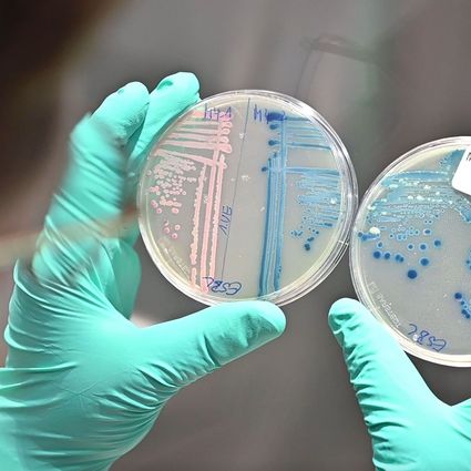 Antibiotikaresistente Bakterien