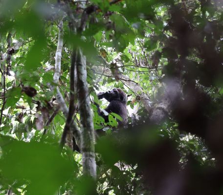 [Translate to English:] Gorilla