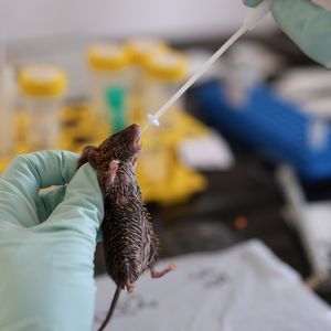 Eine Maus wird in einem Labor von einer Hand mit blauem Handschuh gehalten und mit einem Stäbchen eine Probe aus dem Mund entnommen