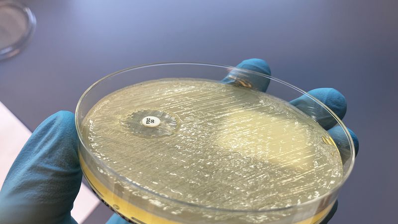 Isolated bacteria